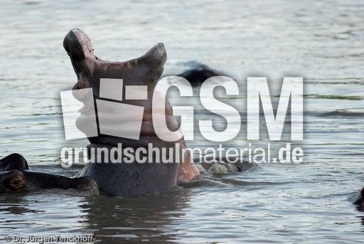 Flusspferd (35 von 104).jpg